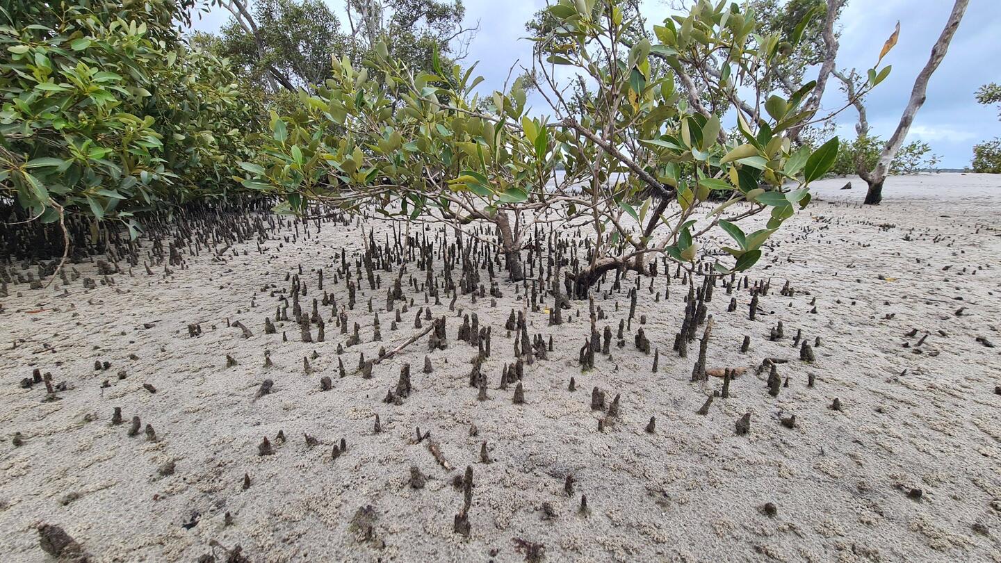 Tin Can Beach