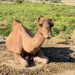 Ein wiederkäuendes Dromedar