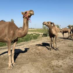 Dromedare am Straßenrand. Sie werden für die Milchproduktion gehalten.