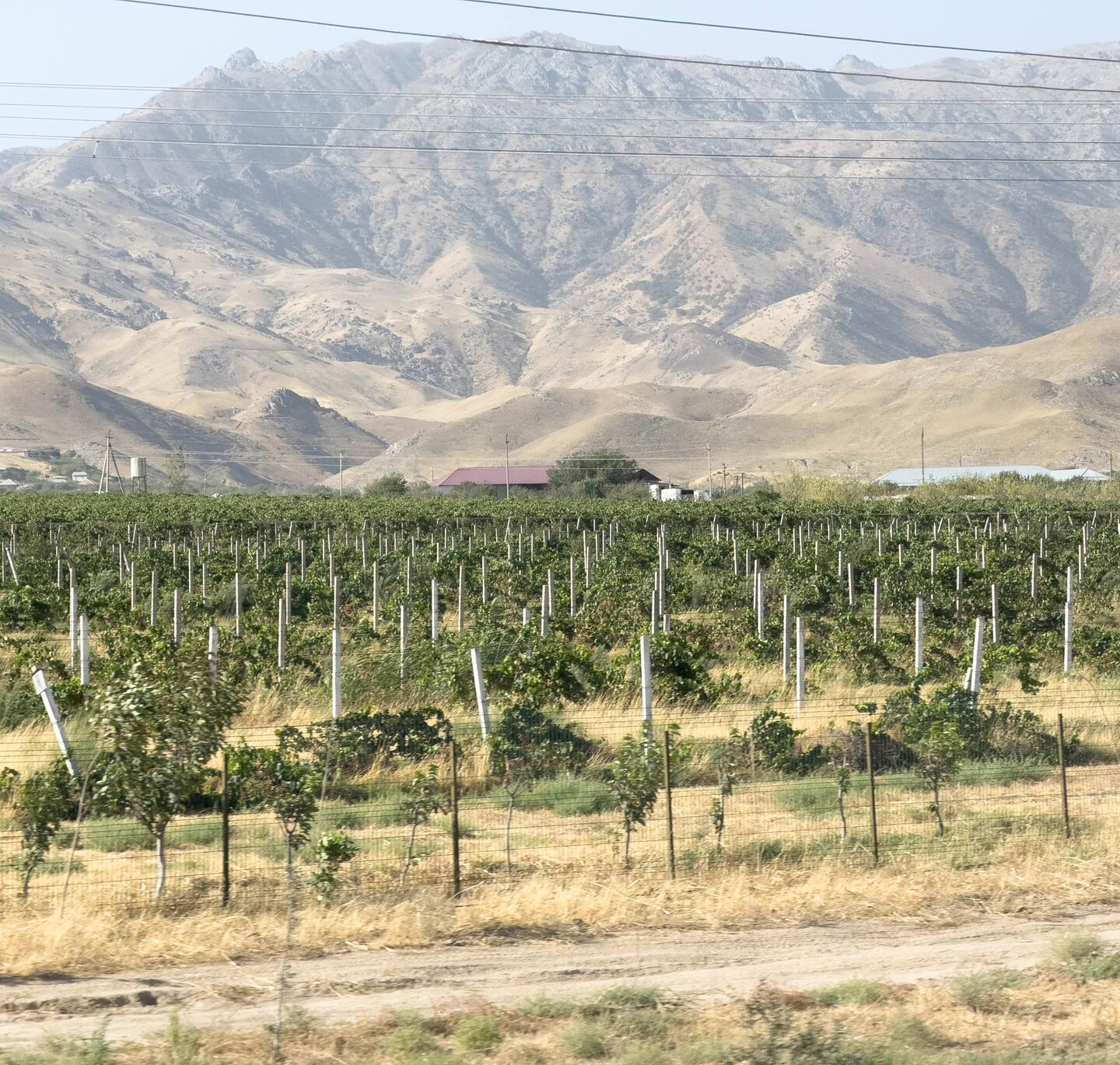 Weinfelder südlich von Samarkand
