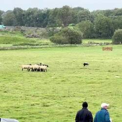 2: Shedding the herd into 2 groups of 5, then driving & holding 1/2 to the side