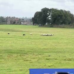1: Driving herd thru far right (final) gate.