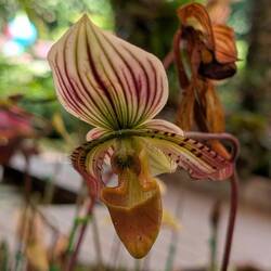Paphiopedilum lawrenceanum
