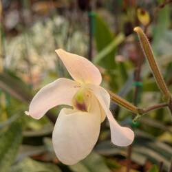Paphiopedilum deperle