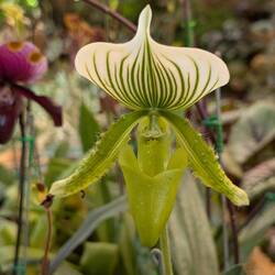 Paphiopedilum Clair de Lune