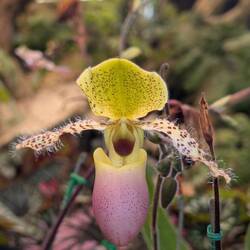 Paphiopedilum moquetteanum