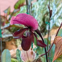 Paphiopedilum Yumi Lussier