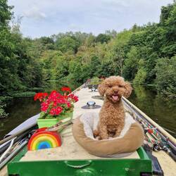 Tiger is definitely more chilled travelling on wide rivers than narrow canals