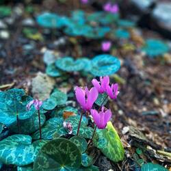 Überall Alpenveilchen 💖