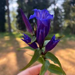 Ein Enzian, der auf unserem Teller als Deko war 😂