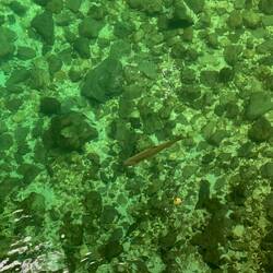 Forellen gab's da auch!