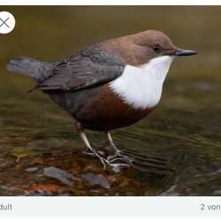 Eine Wasseramsel (Foto nicht von uns)