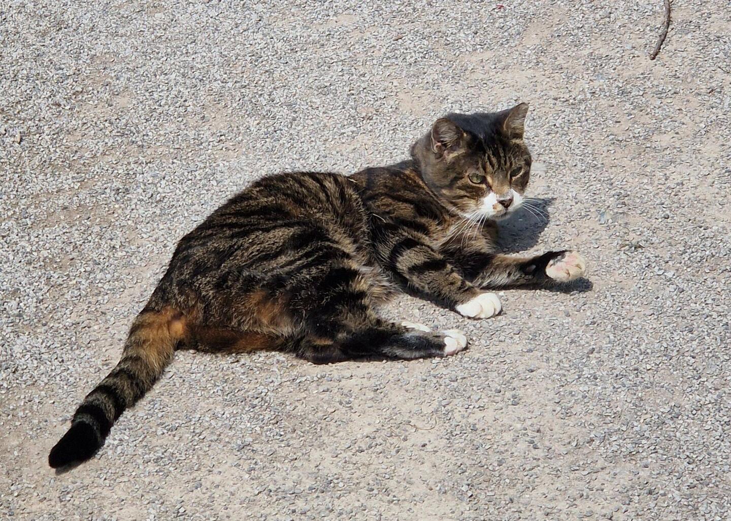 Abby chilling on the the path. When a group of cyclists approached she glared but didn't move.