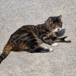 Abby chilling on the the path. When a group of cyclists approached she glared but didn't move.