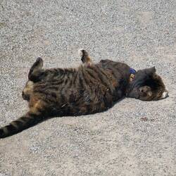 Refreshing dust bath.