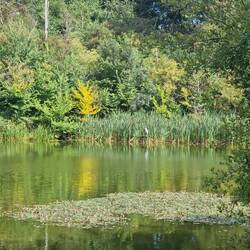 Heron perched on an old branch by the reeds