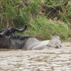 Nicht alle haben es geschafft