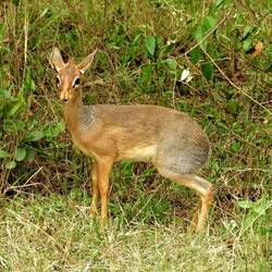 Dikdik