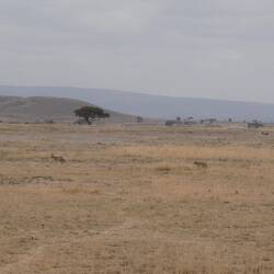 Zwöi Schakale, gspottet vor Tabea