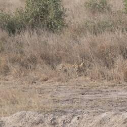 Serval oder Savannechatz