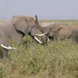 Merci fürs Beschütze vo dr Herde