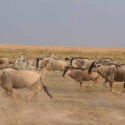 So isch Mufasa gstorbe