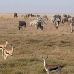 D Klassiker Thomposon Gazelle, Zebras und Gnus