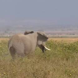 Unbedingt mit Ton luege