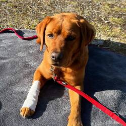 Die Arme - das wird schon wieder