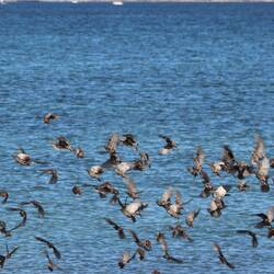 aufgescheuchte Stare