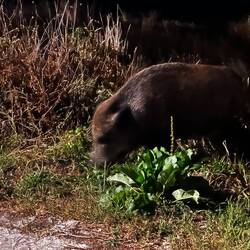 @Petra: man kann auch ganz friedlich dem der Wildsau umgehen...
