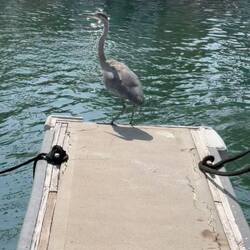 A Friend Waiting for us to Sail