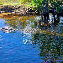 Männlicher Alligator