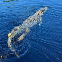 Weiblicher Alligator