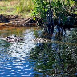 Männlicher Alligator