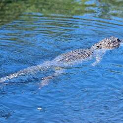 Weiblicher Alligator