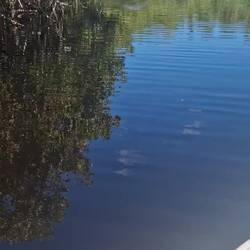 Weiblicher Alligator