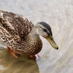The ducks made it very clear they wanted to be fed