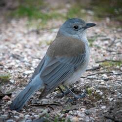 Grey Thrush