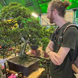 Bonsai admirer