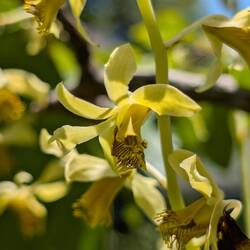 Dendrobium delacourii