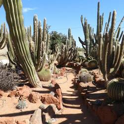 Cactus garden on the fruit loop