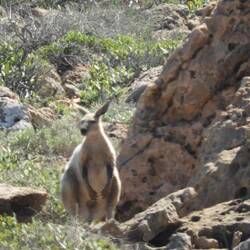 This kangaroo was almost white