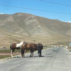 Pferde in Kirgisistan