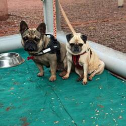 Red pawed puppies after lagoon fun