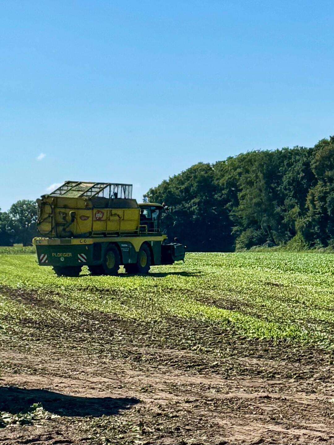 Hier holt Käptn Iglo seinen Spinat vom Feld