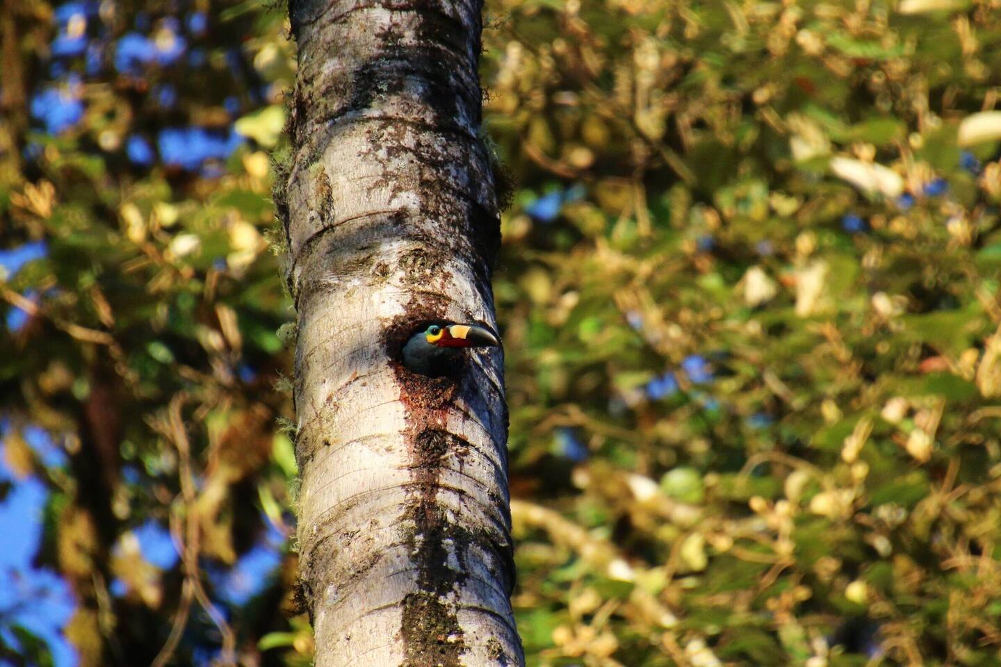 Plate-billed Mountain-Toucan