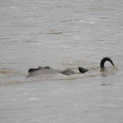 Einige schafften es nicht