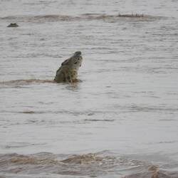 Und dann die bekannte Rolle