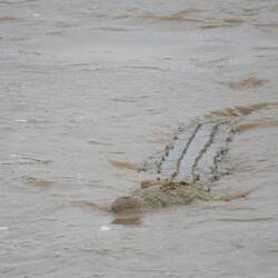 Riesen Krokodile warteten